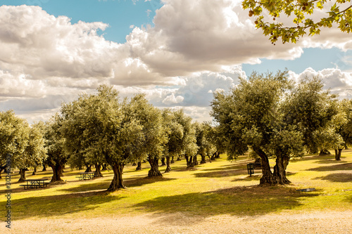 landscape of an olive tree hood in spain with tables for picnics and clouded sky