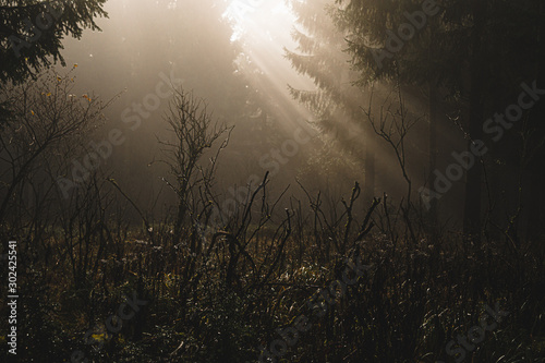 Sonnenlicht im Fichtenwald