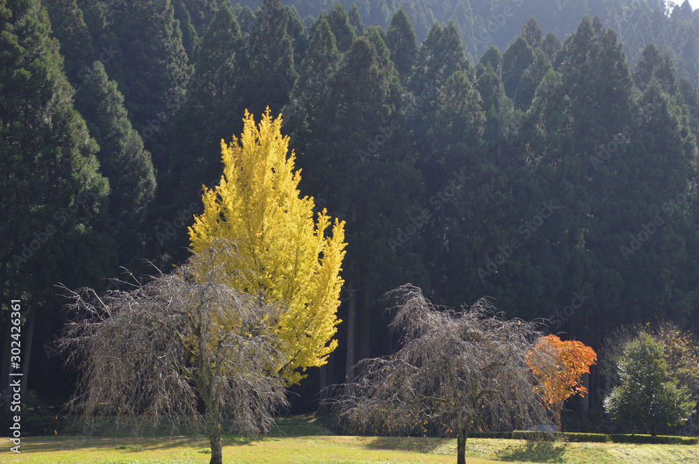 杉林の前に、葉っぱが散った枝垂れ桜や、黄色く色づいたイチョウの大木がある風景