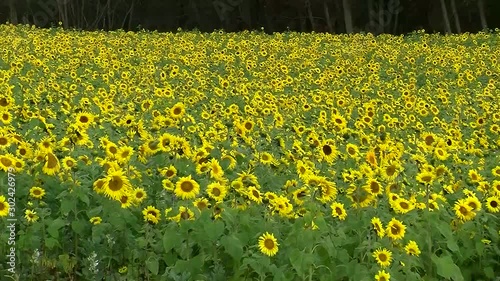 Ein großes Sonnenblumenfeld (horizontaler Kameraschwenk)