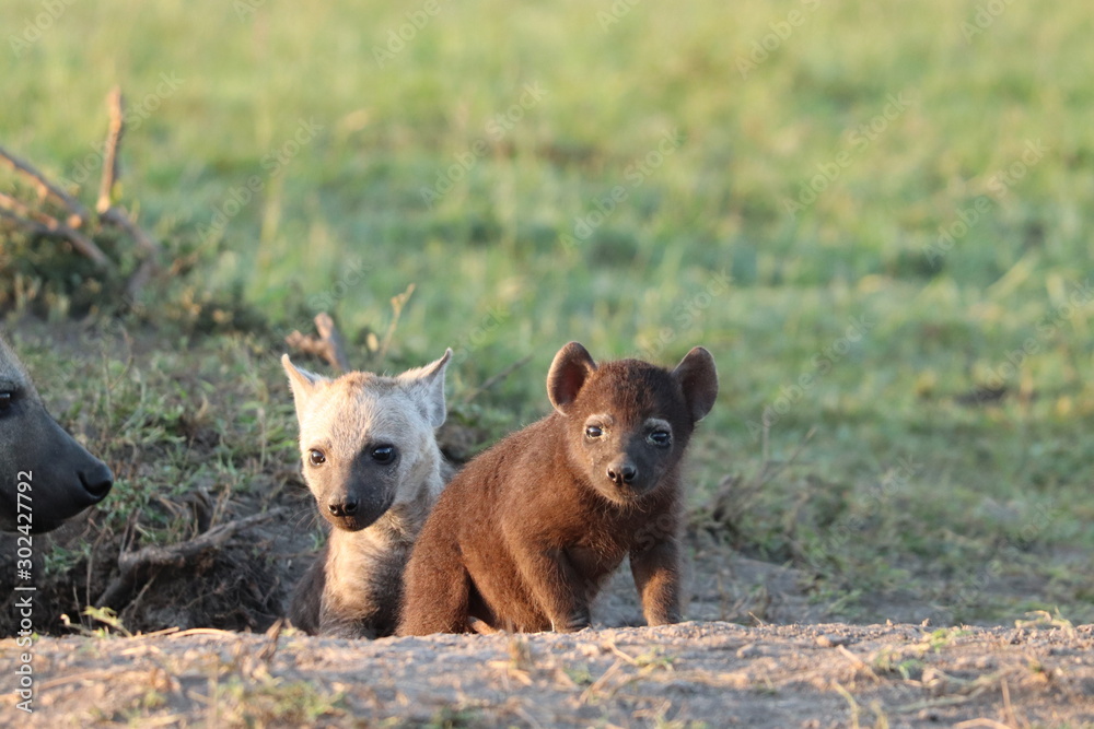 Fototapeta premium Spotted hyena cub.