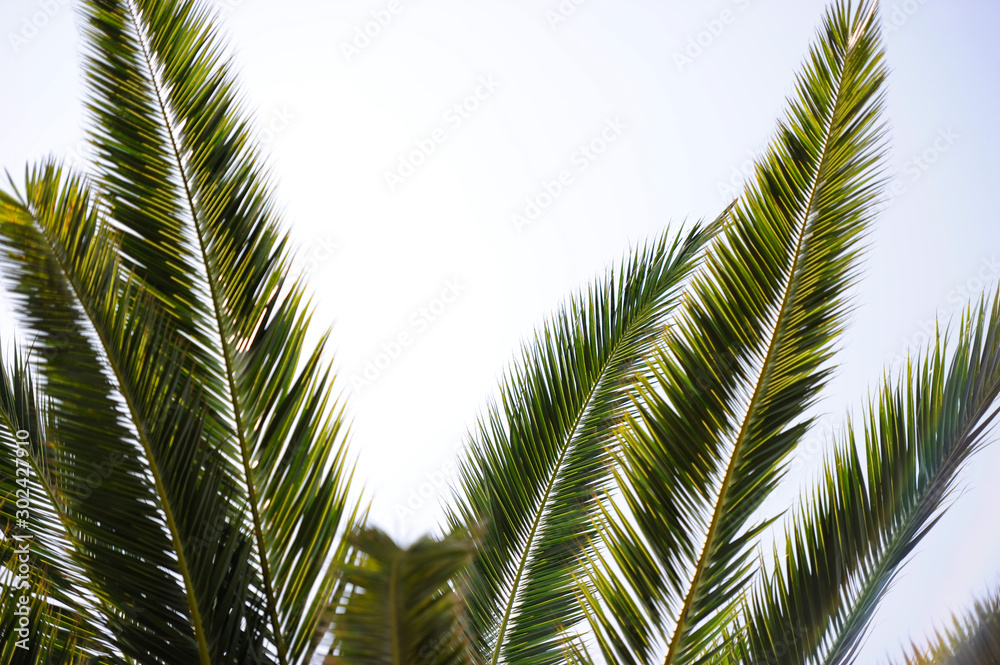 Fototapeta premium Palmera