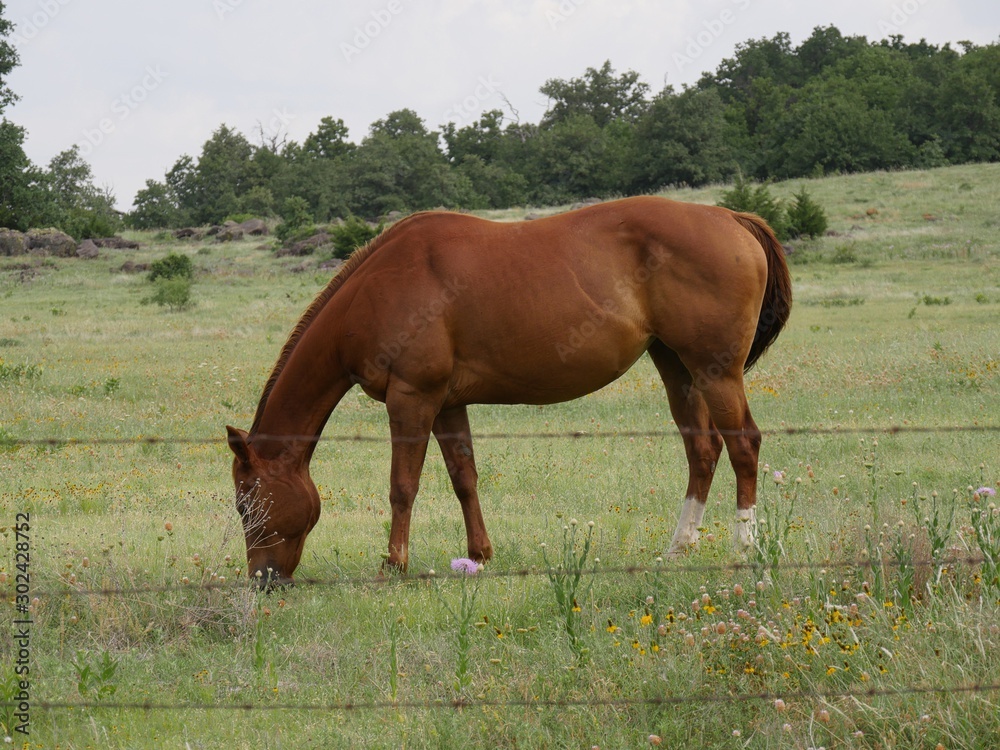 Horse grazing in a meadow with a barbed wire fence Horse grazing in a meadow with a barbed wire fence