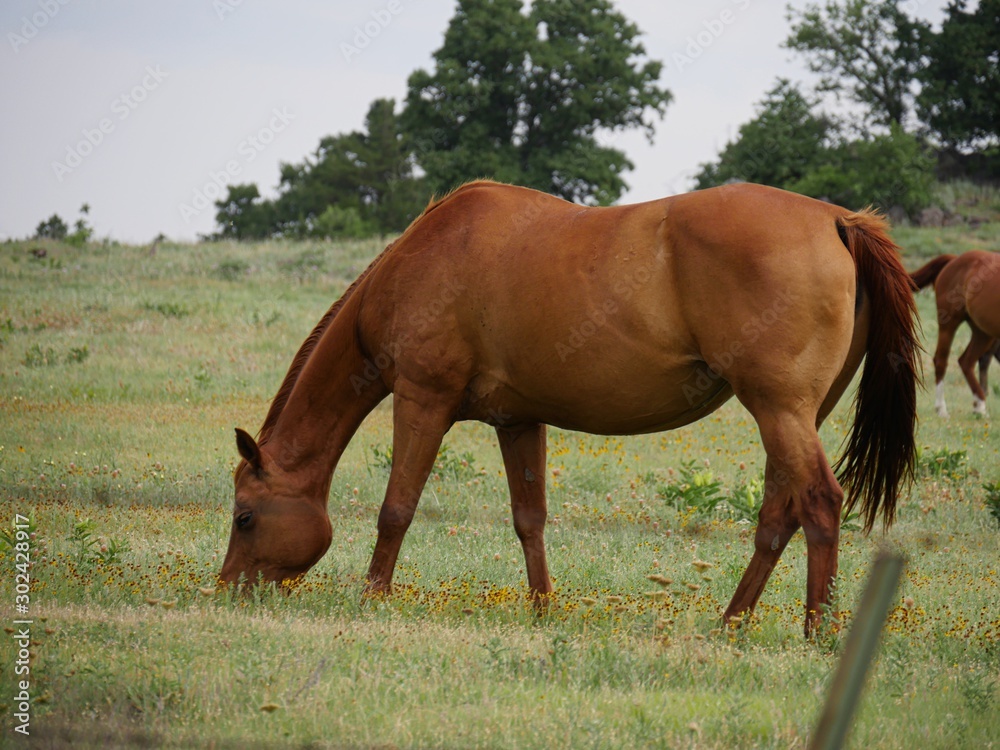 Side view of a horse grazing in a meadow Side view of a horse grazing in a meadow