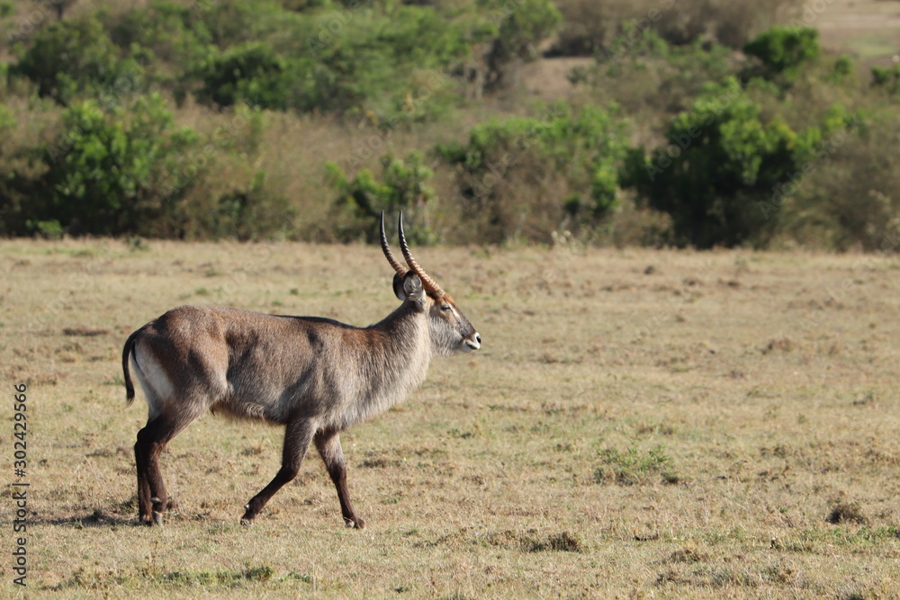 Naklejka premium Waterbuck in the african savannah.