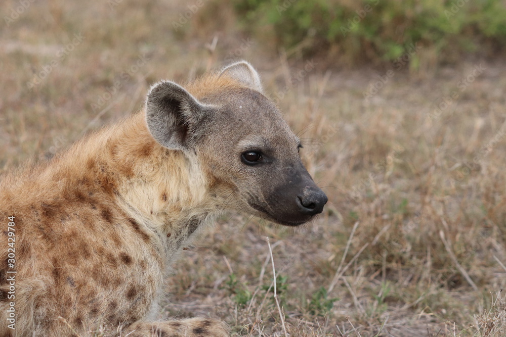 Hyena face closeup. Hyena face closeup.