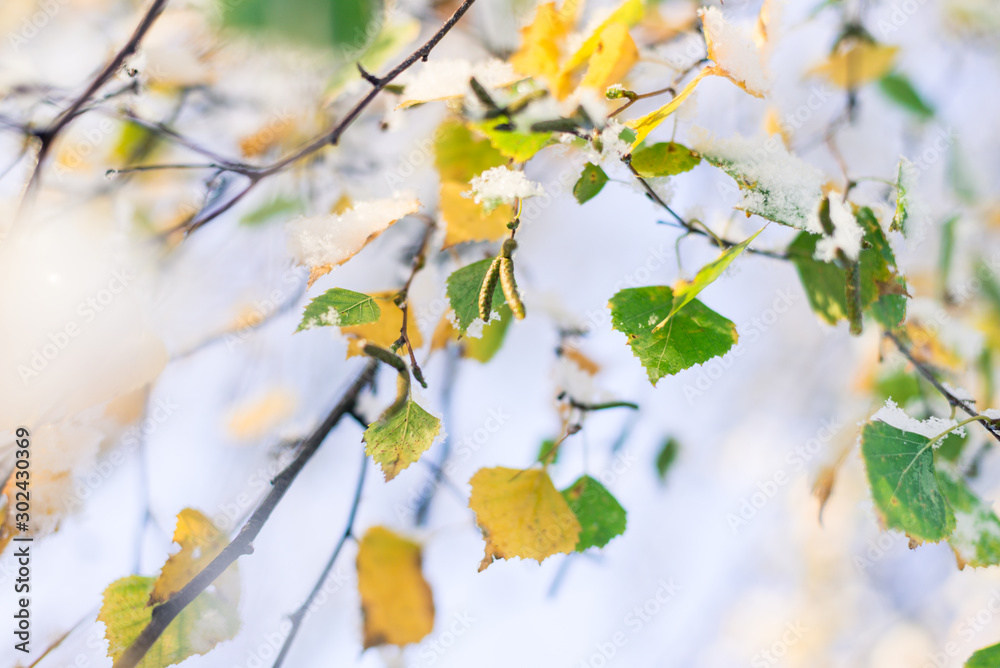 snowfall fell on autumn trees on an october day, yellow leaves under snow snowfall fell on autumn trees on an october day, yellow leaves under snow