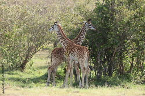 Baby giraffes in the african savannah.