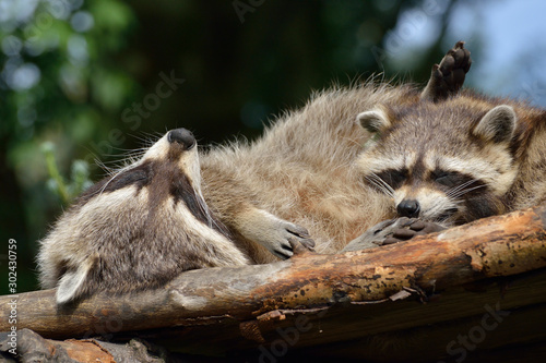 Waschbär schaut unter einem Hausdach hervor	 photo