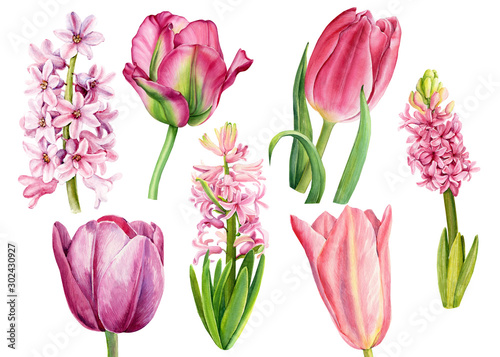 set flowers of  tulips, hyacinths on a white background, watercolor illustration, botanical painting