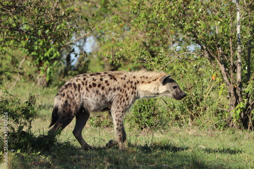 Spotted hyena in the african savannah.