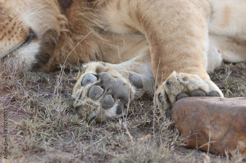 Closeup on lion paws.