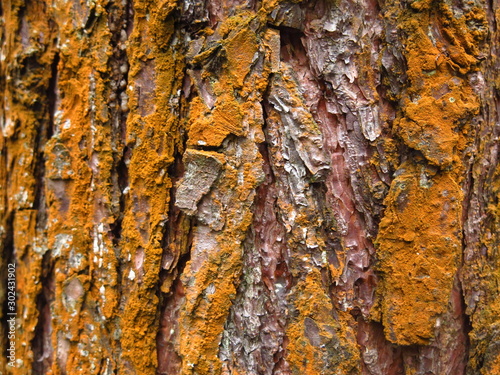 bark covered with orange lichen, like rust on autumn trees