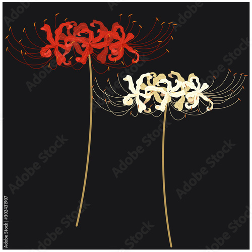 Isolated flowers spider lily, vector illustration photo