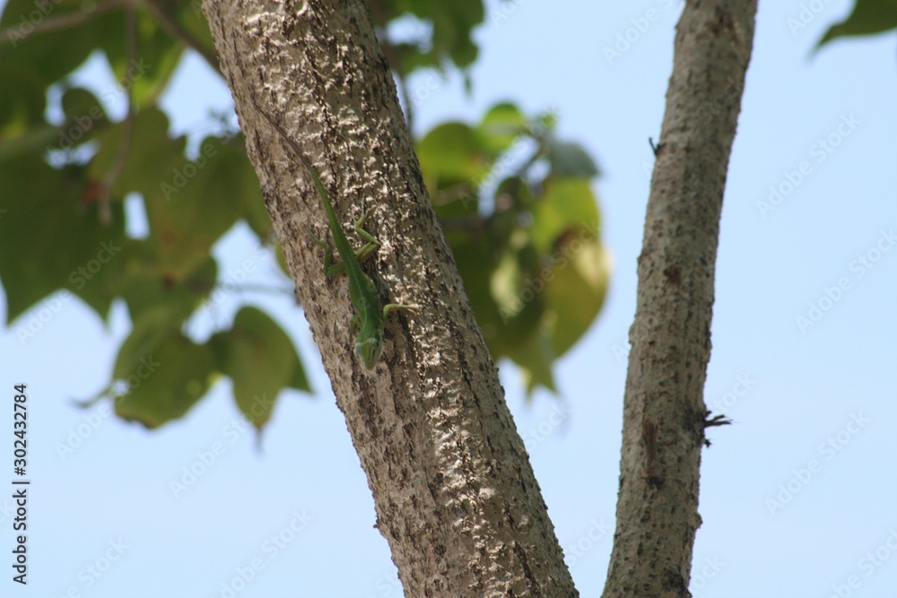 Wide shot of a tree with a green lizard Wide shot of a tree with a green lizard