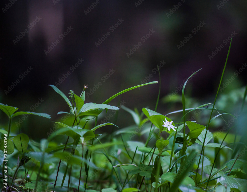 Fototapeta premium starflower leaves of tree