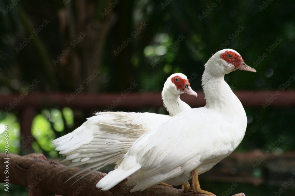 Obraz premium Medium wide shot of two white ducks perched on a wooden log fence