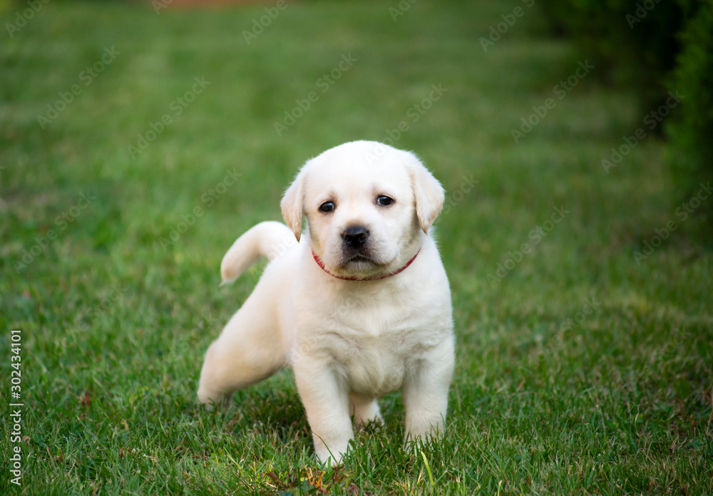 Little white puppy labrador garden outdoor Little white puppy labrador garden outdoor
