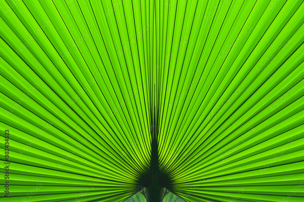 Fototapeta premium Tropical Palm Leaf Texture Background Dark Green nature background design