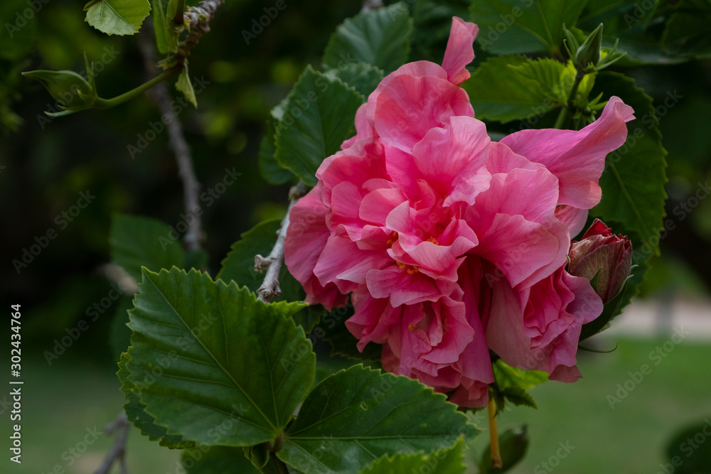 Flowers of Hibiscus Flowers of Hibiscus