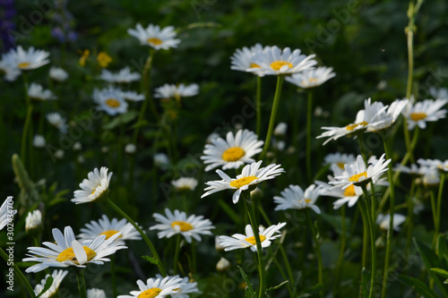 Flowering daisies on the meadow in the evening. Summer scene with beautiful flowers.