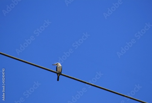 Small bird perched on an electrical wire, blue skies background © raksyBH