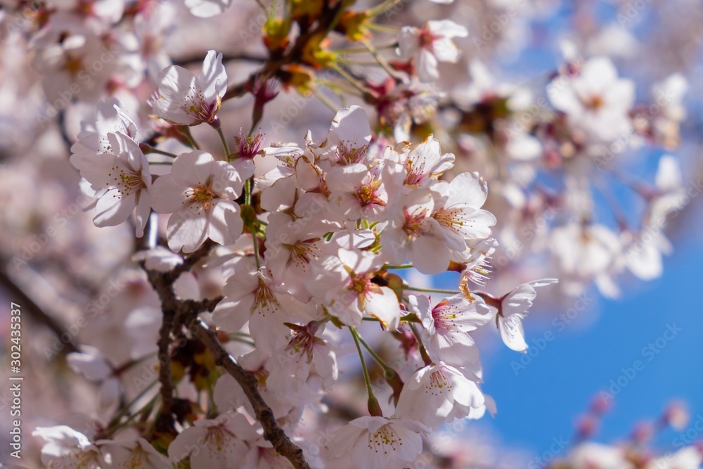 cherry blossom branch under sky