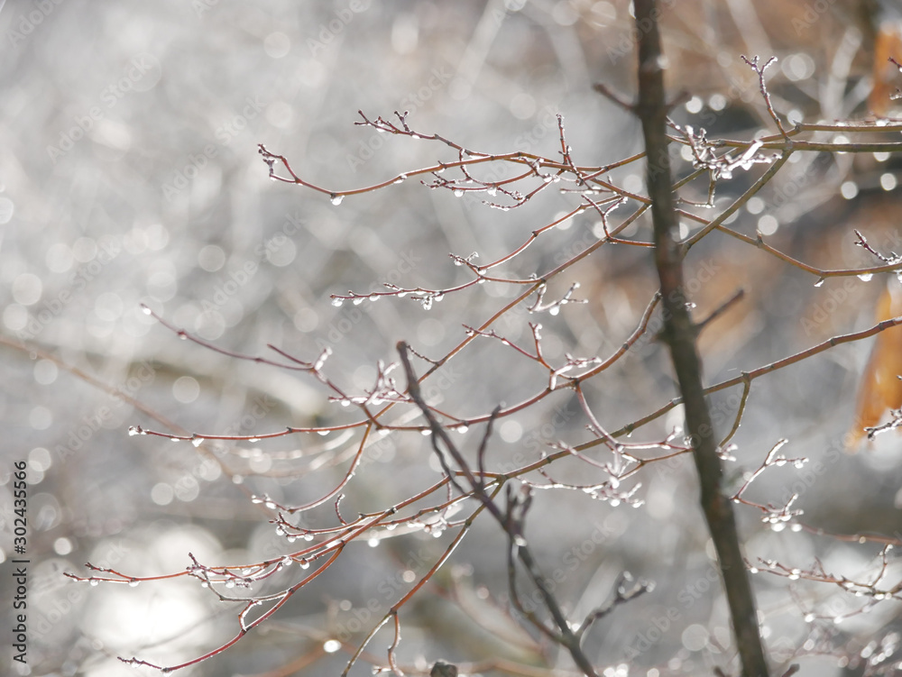 枝に溶ける雪 Stock Photo Adobe Stock