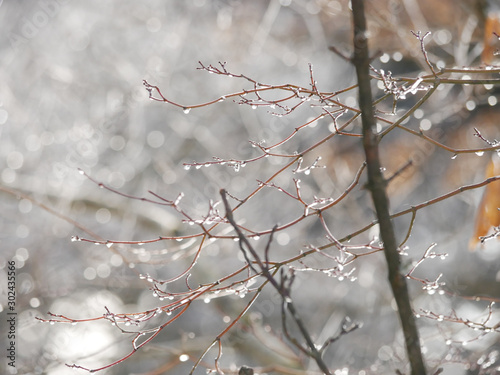 枝に溶ける雪