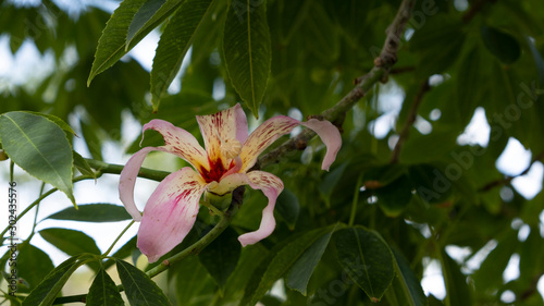 Flower of Silk floss tree