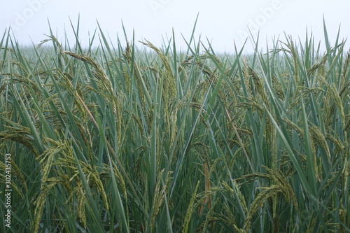 Rice fields when the fog falls in the morning photo