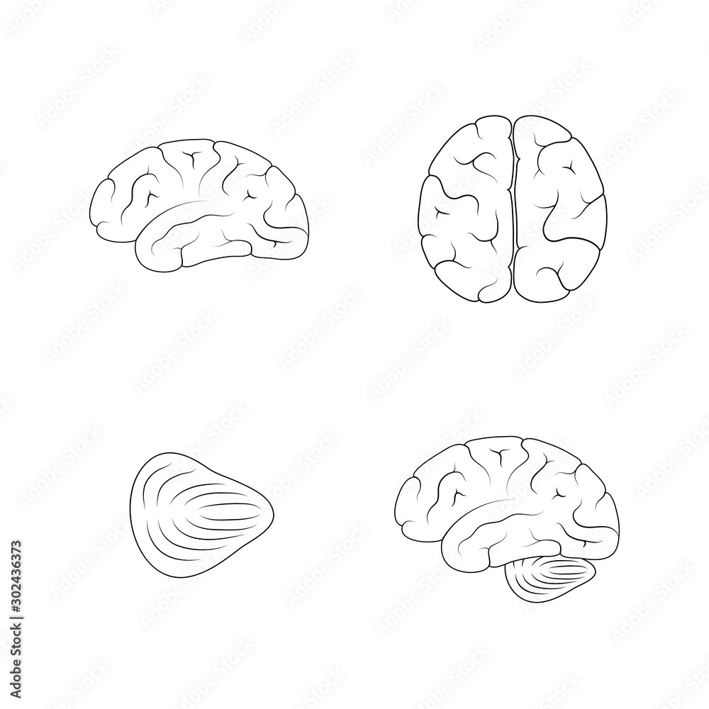 Vector illustration of human brain anatomy Vector illustration of human brain anatomy