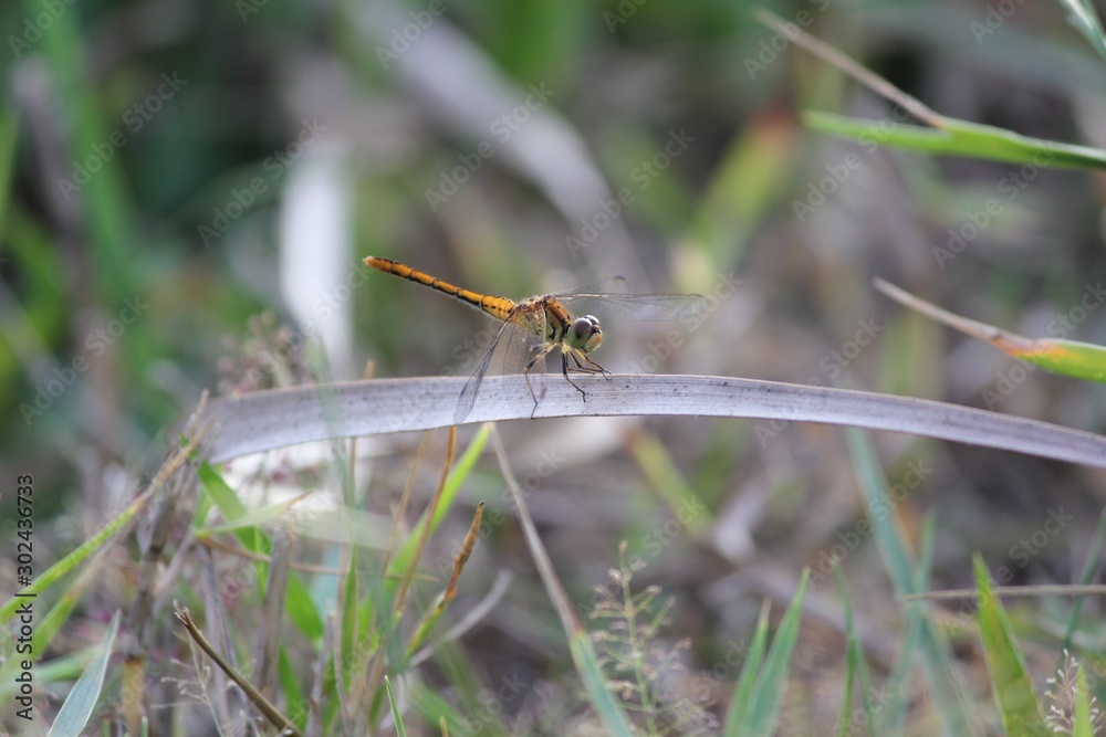 Medium wide shot with a dragonfly perched ona dry leaf Medium wide shot with a dragonfly perched ona dry leaf