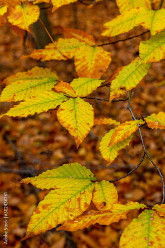 Rusty Leaves