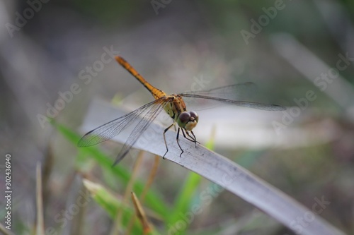 Dragonfly perched on a dry leaf, soft background © raksyBH