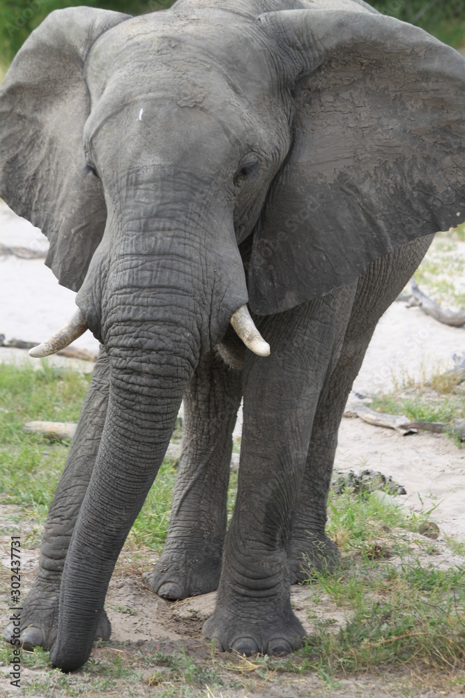 Attaque d'éléphant Attaque d'éléphant