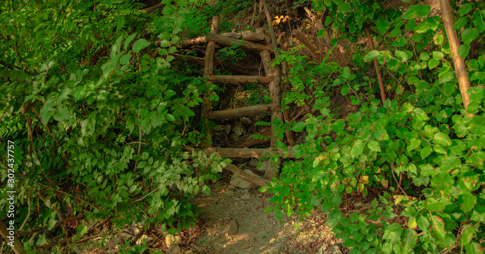 bright vivid green forest foliage and hand made small wooden stairs passage 