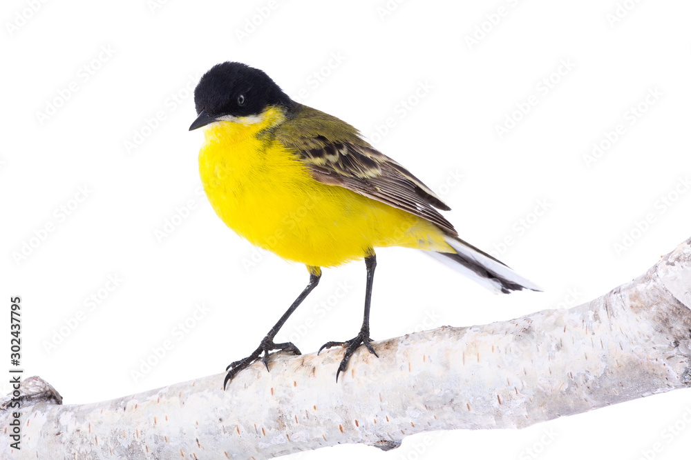 Naklejka premium wagtail isolated on a white background in studio shot