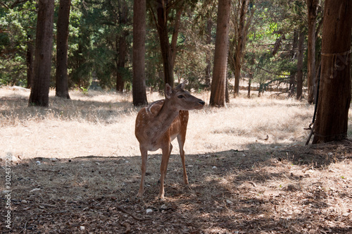 Fawn in the forest alone. A fawn of the Mercadante Forest in the province of Bari, Puglia (Italy). © tigrom