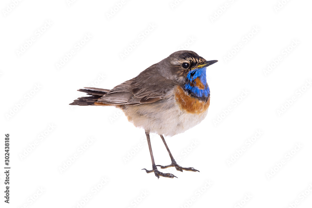 Fototapeta premium bluethroat (Luscinia svecica) isolated on a white