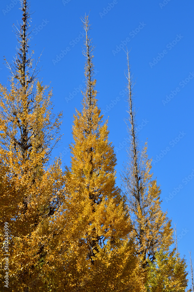 Fototapeta premium 青空を背景にして、黄葉したイチョウの樹の並木の梢を撮影した写真