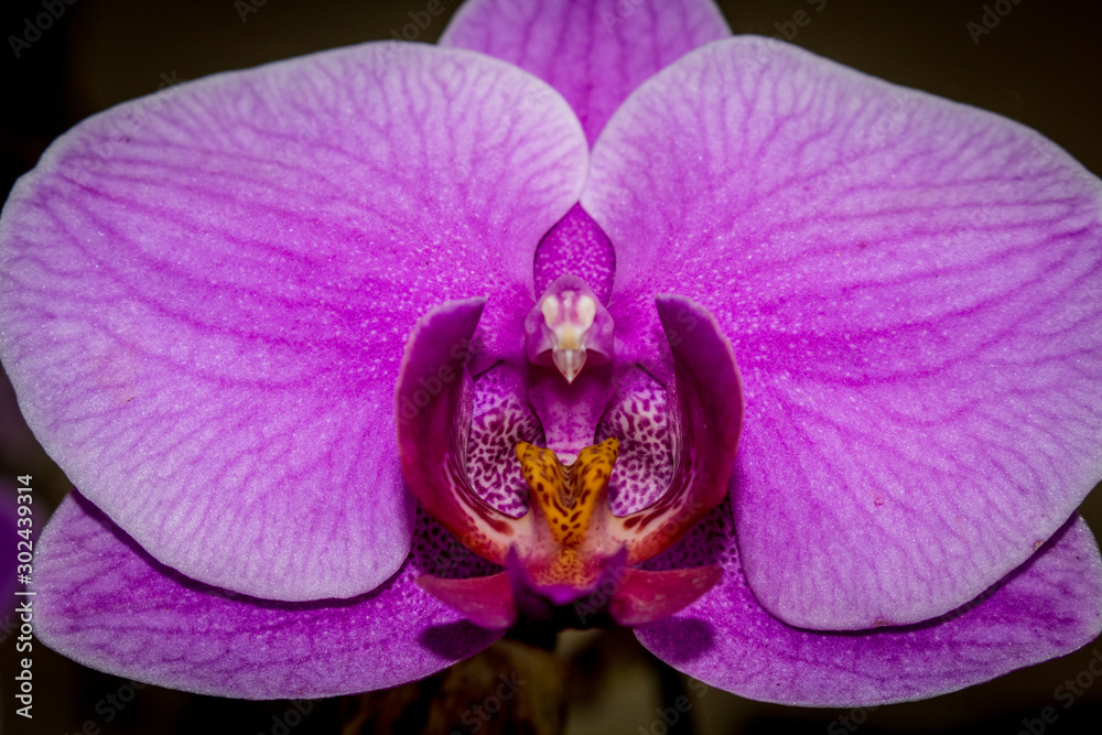 Orchid flowers closeup and isolated Orchid flowers closeup and isolated