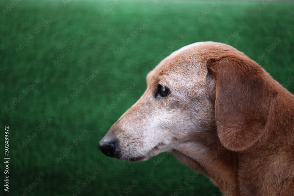 dog portrait green grass background dog portrait green grass background