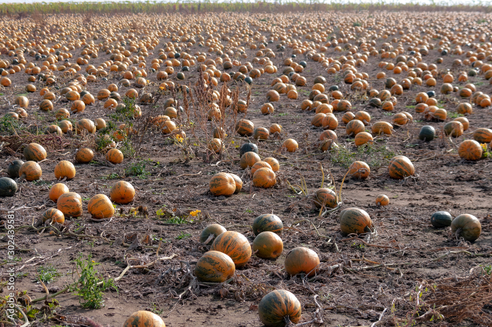 Fototapeta premium Pumpkins' field in autum