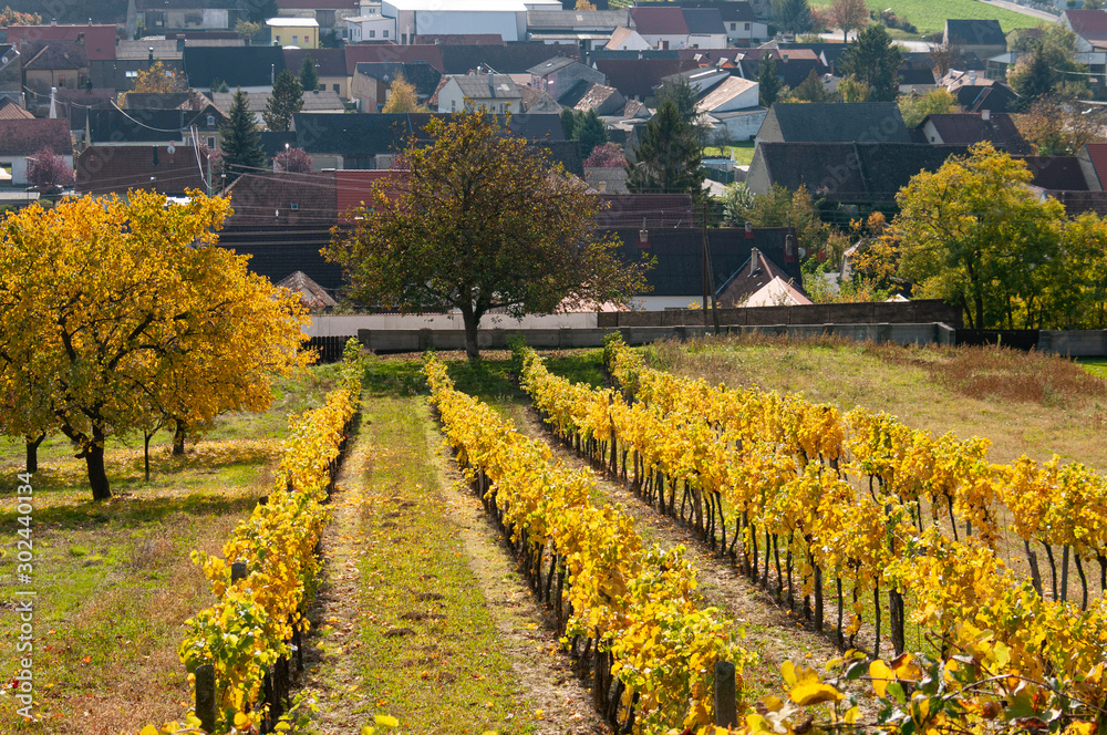 vineyard in provence france