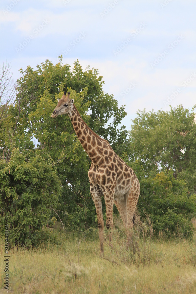 Obraz premium Girafe