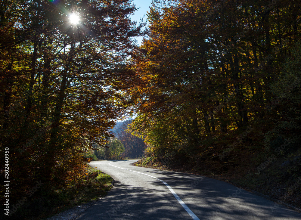 Obraz premium Road through the forest in the mountains. Montenegro. Color autumn.n