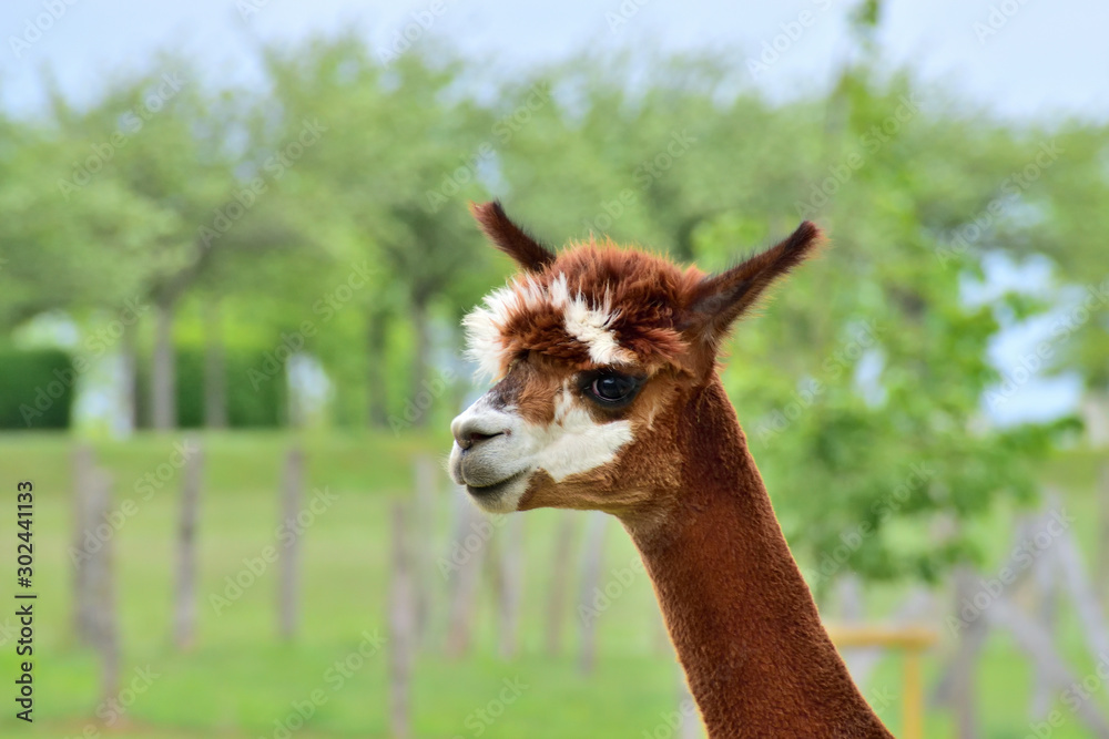 Obraz premium Alpaka