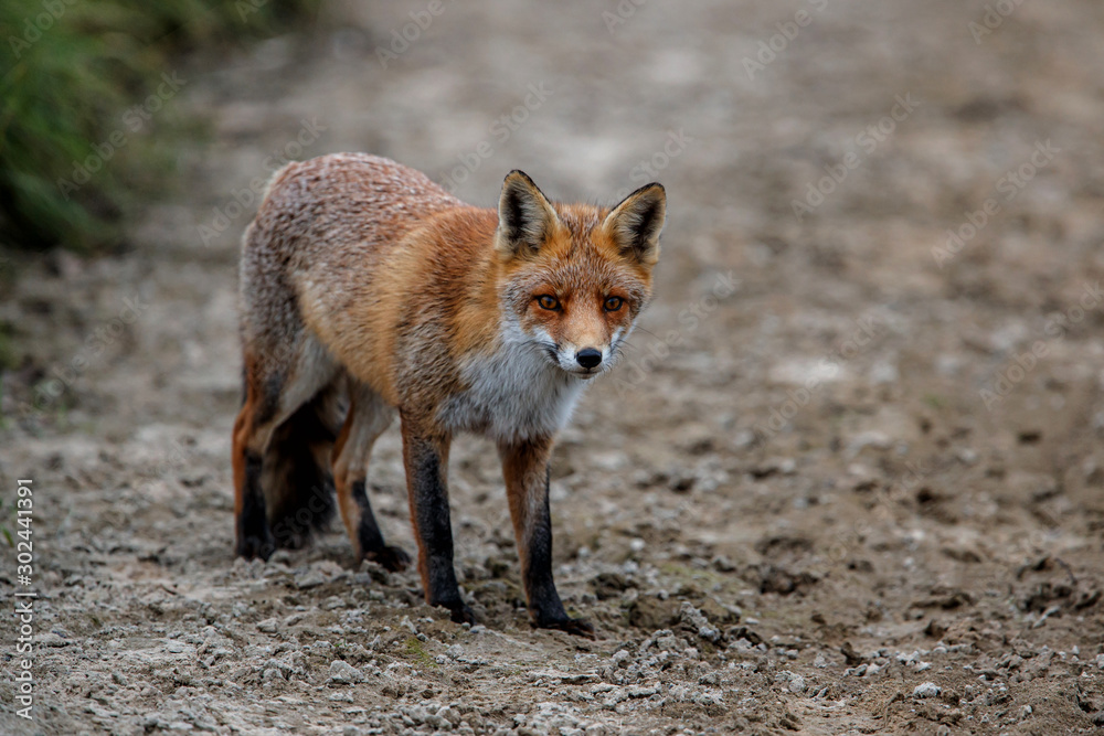 Red Fox in the dunes of the Amsterdam water supply area near the village of Zandvoort Red Fox in the dunes of the Amsterdam water supply area near the village of Zandvoort