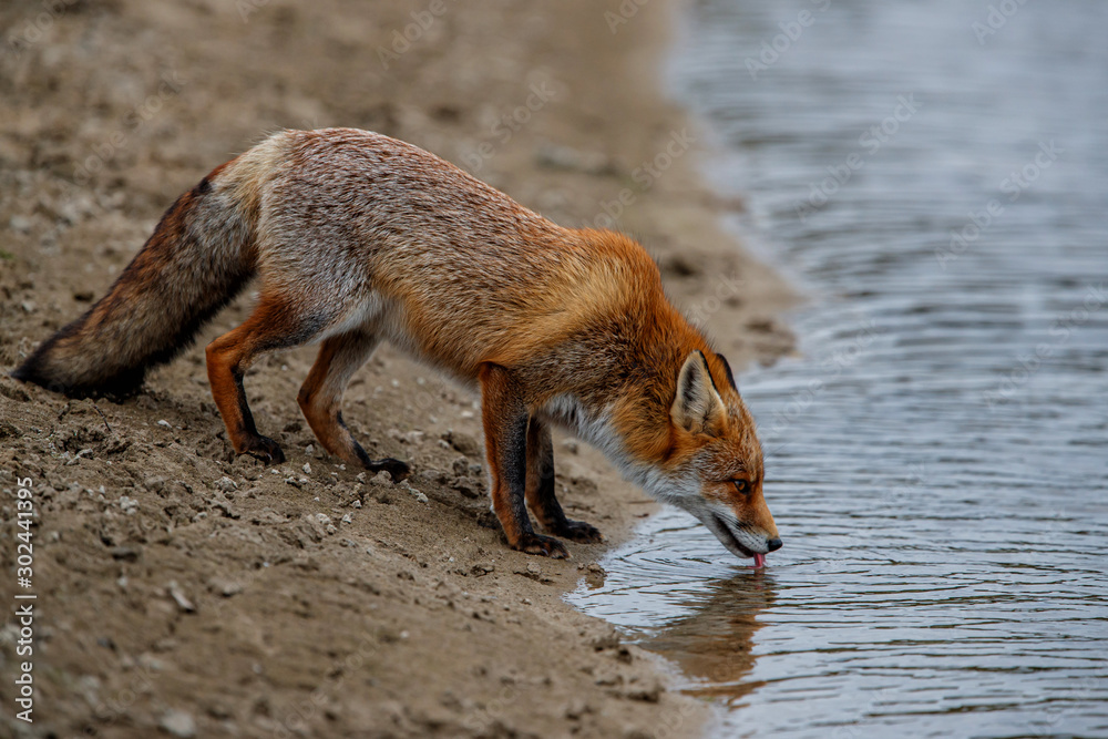 Red Fox in the dunes of the Amsterdam water supply area near the village of Zandvoort Red Fox in the dunes of the Amsterdam water supply area near the village of Zandvoort